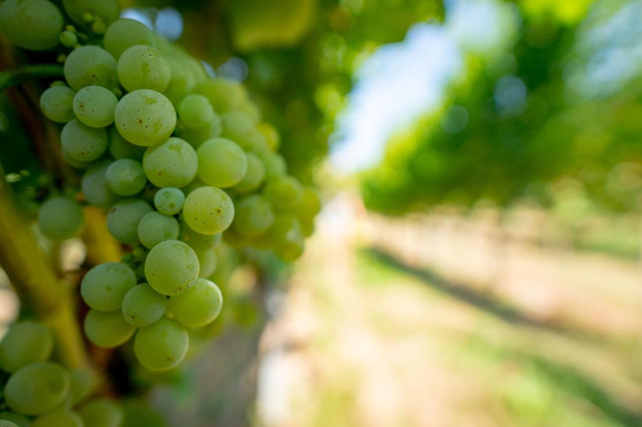 Naumburger Wein & Sekt Manufaktur - Pension 1824 Εξωτερικό φωτογραφία